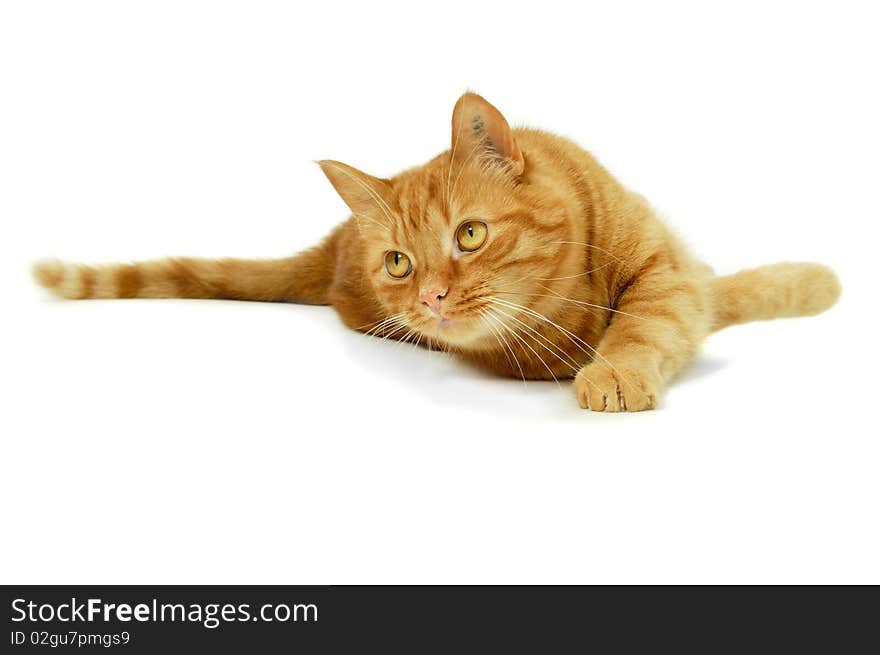 Red cat is resting on a white background looking at something