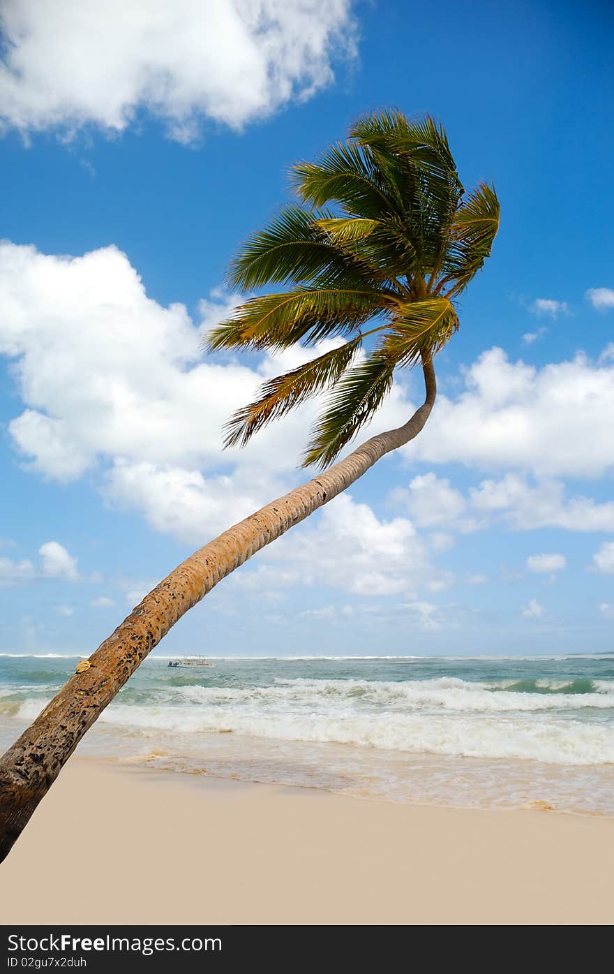 Palm hanging over exotic caribbean beach with the coast in the background. Palm hanging over exotic caribbean beach with the coast in the background.