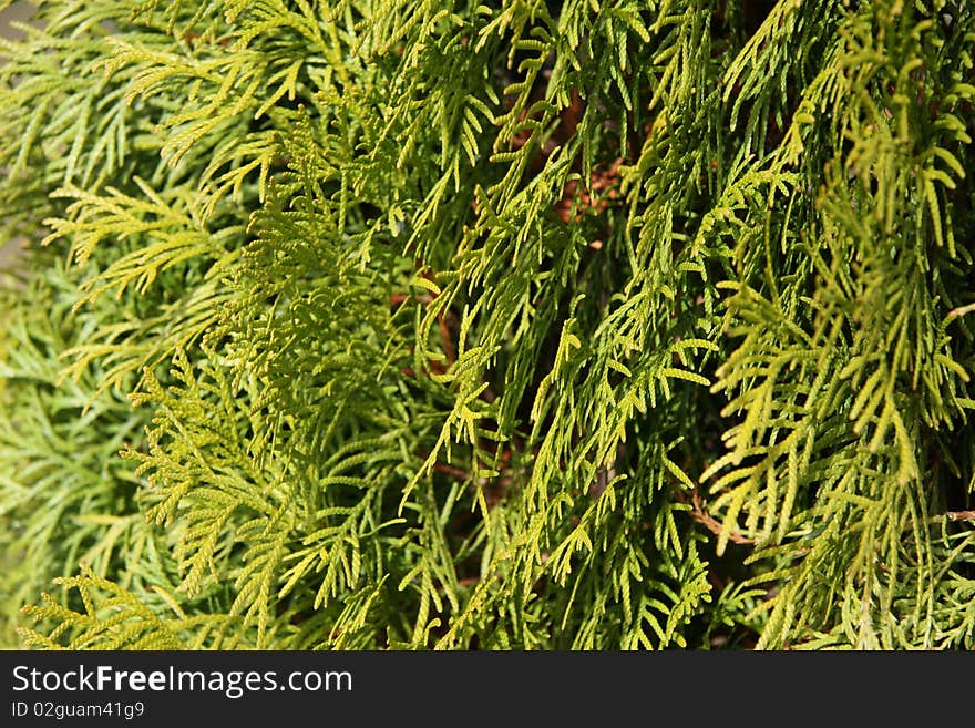 Evergreen leaves stick close up, texture