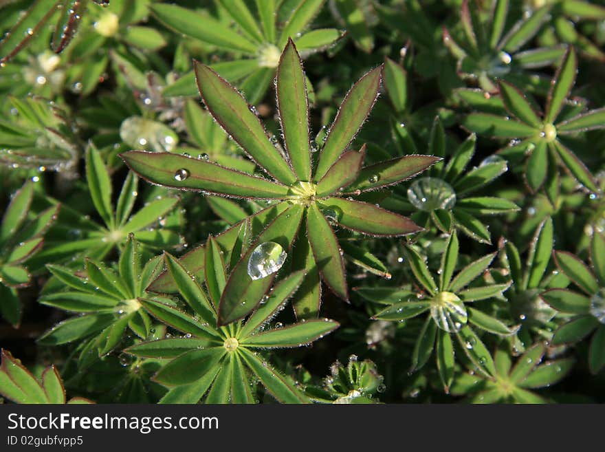 Morning Dew on Green Lupine Leaves. Morning Dew on Green Lupine Leaves