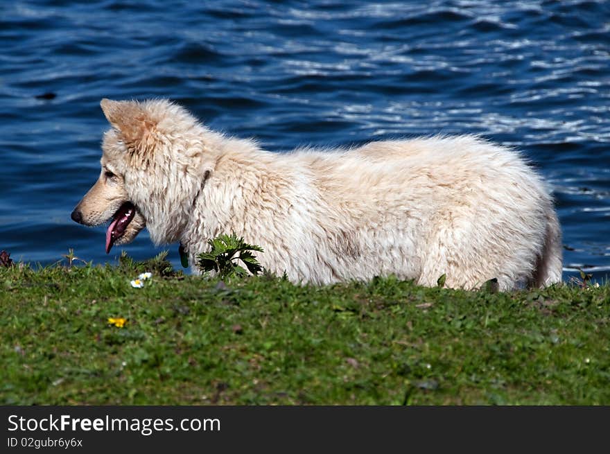 Pretty white dog near river