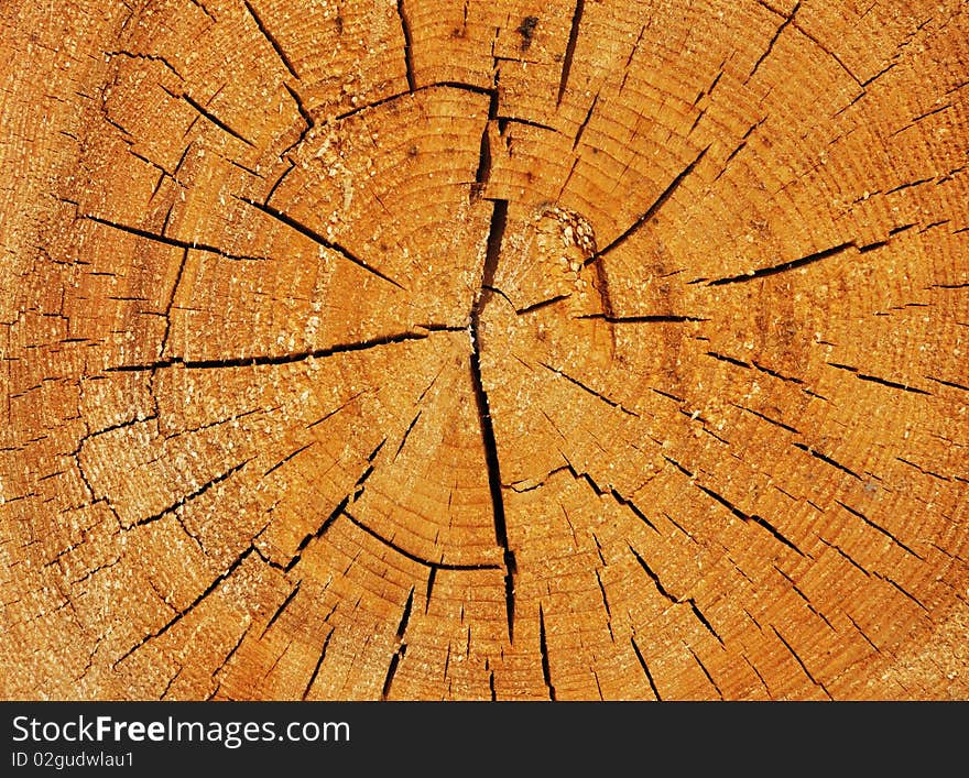 Cross Section Of Big Tree Trunk