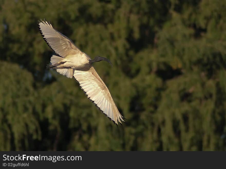 Sacred Ibis (Threskiornis aethiopicus)