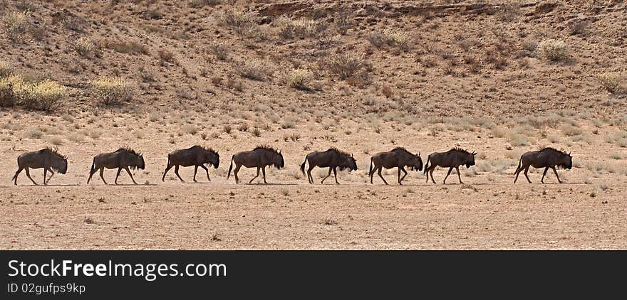 A line of wildebeest walking in the Kalahari deser