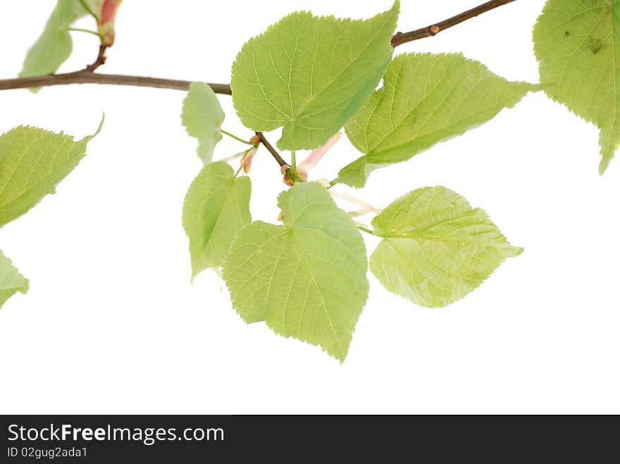 Green leaflets on a branch in a clear sunny day.