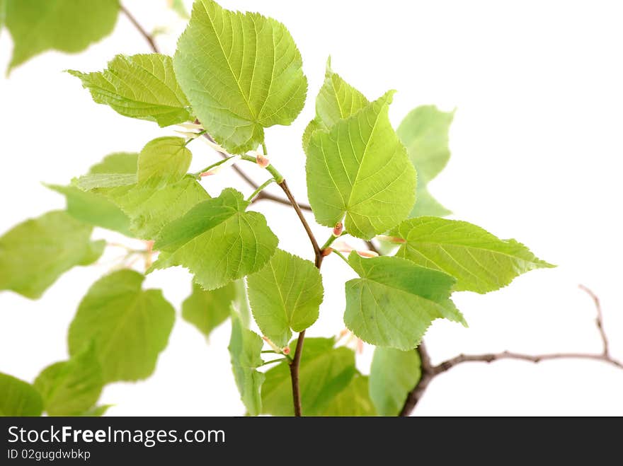 Green leaflets on a branch in a clear sunny day.