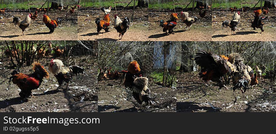 Rooster fight in the farm