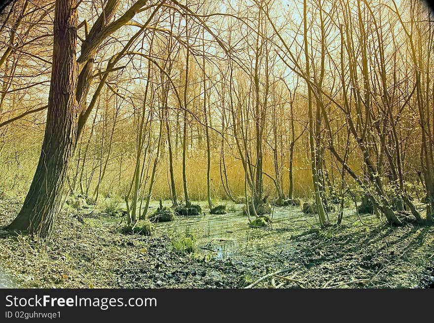 Swamp with grass and trees in spring. Swamp with grass and trees in spring