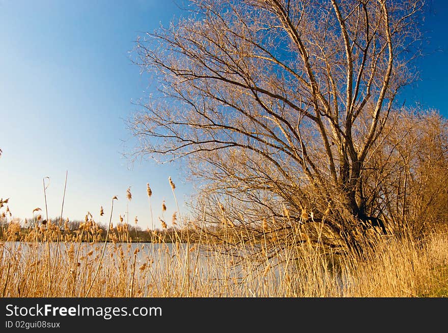 Single tree on the banks of reeds and blue spring sky.