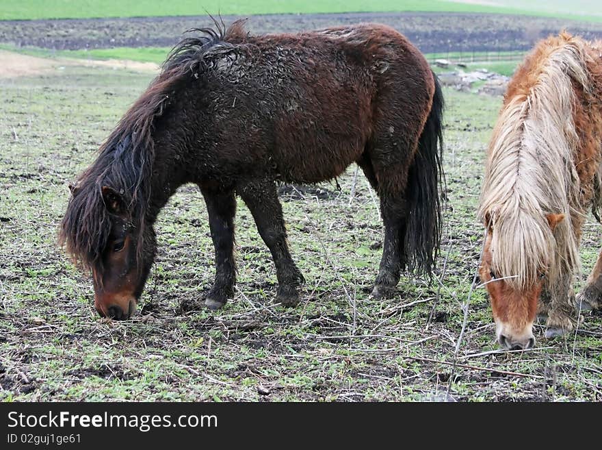 Two cute ponies having lunch in the open air. Two cute ponies having lunch in the open air