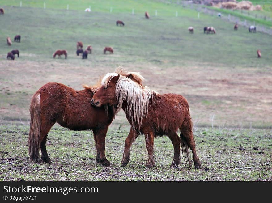 Two blond ponies sharing love and talking to each other. Two blond ponies sharing love and talking to each other