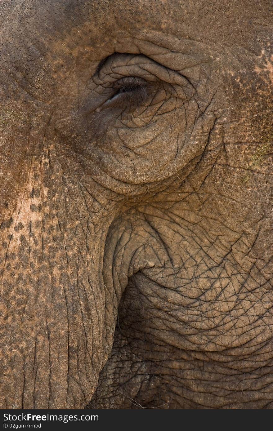 Rough skin of asia elephant