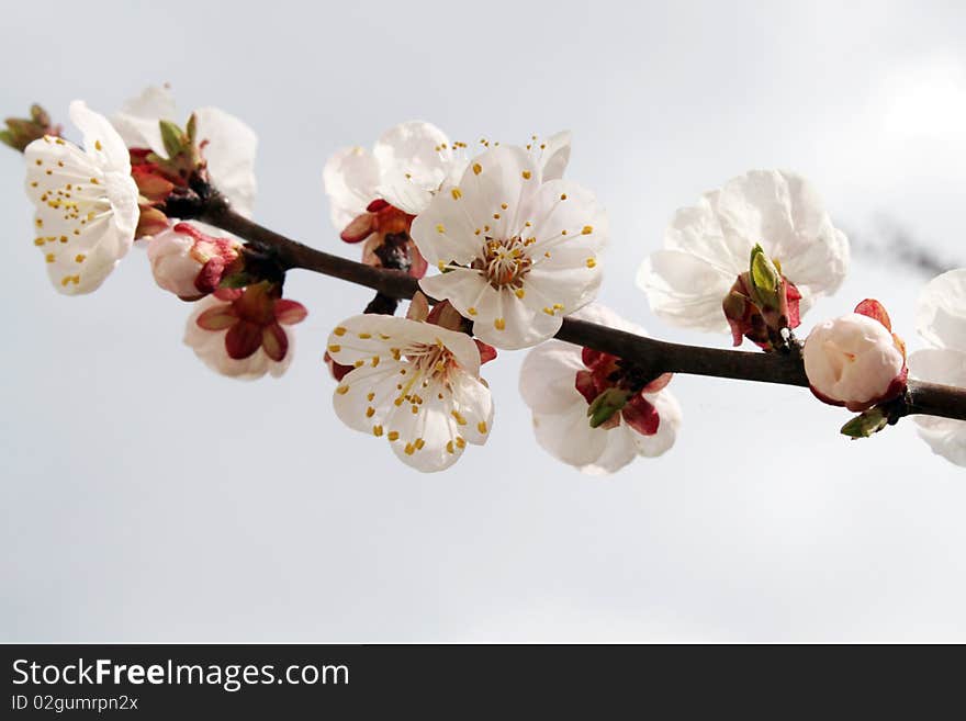 Apricot Flowers