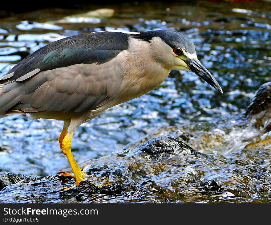 Bird And Water