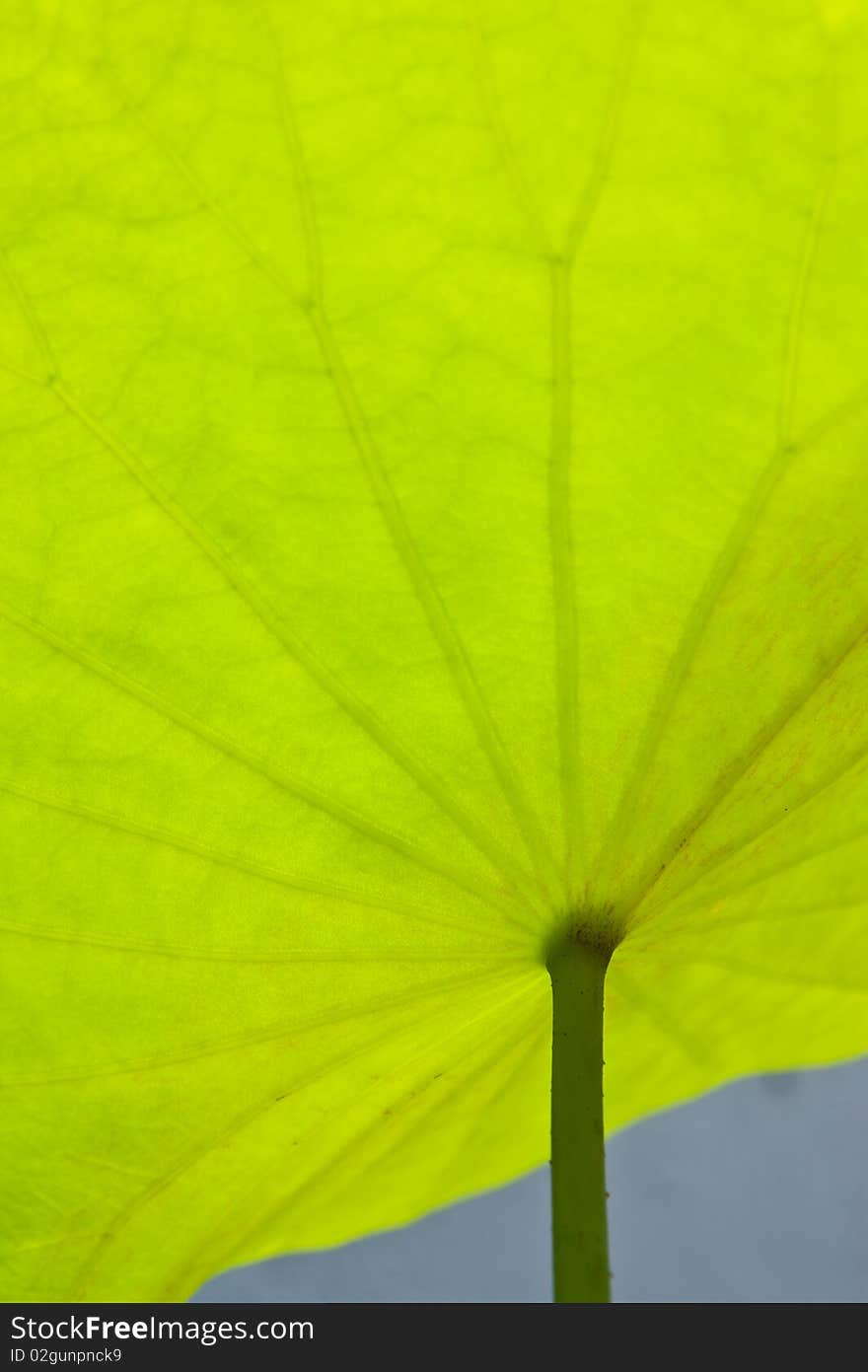 Texture of green lotus leaf