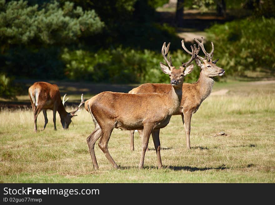 Bevy of royal deer on a forest border