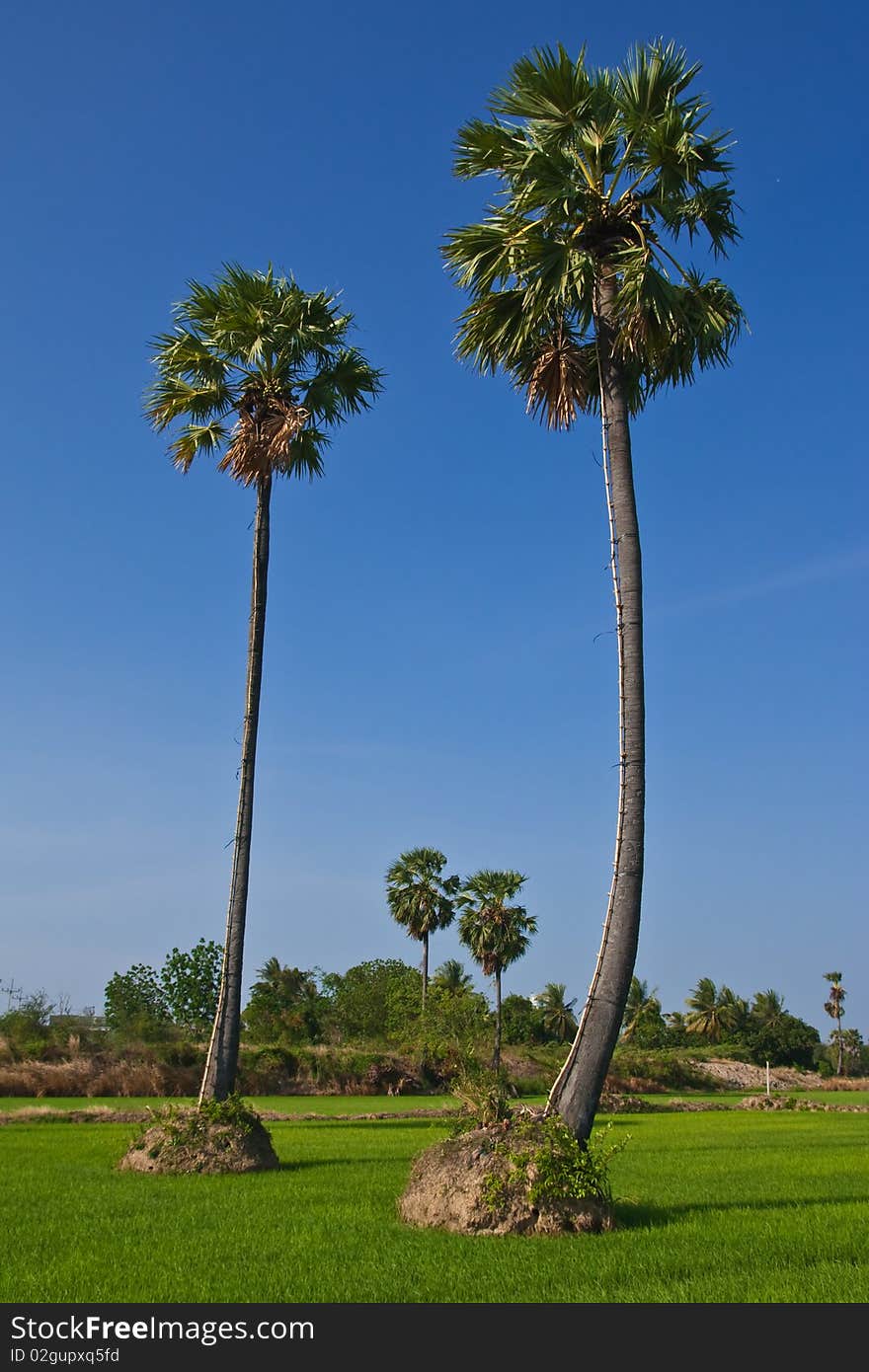 Toddy palm in Thailand