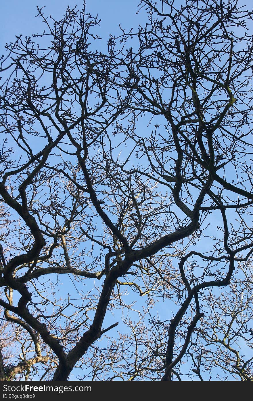 Texture of tree branches