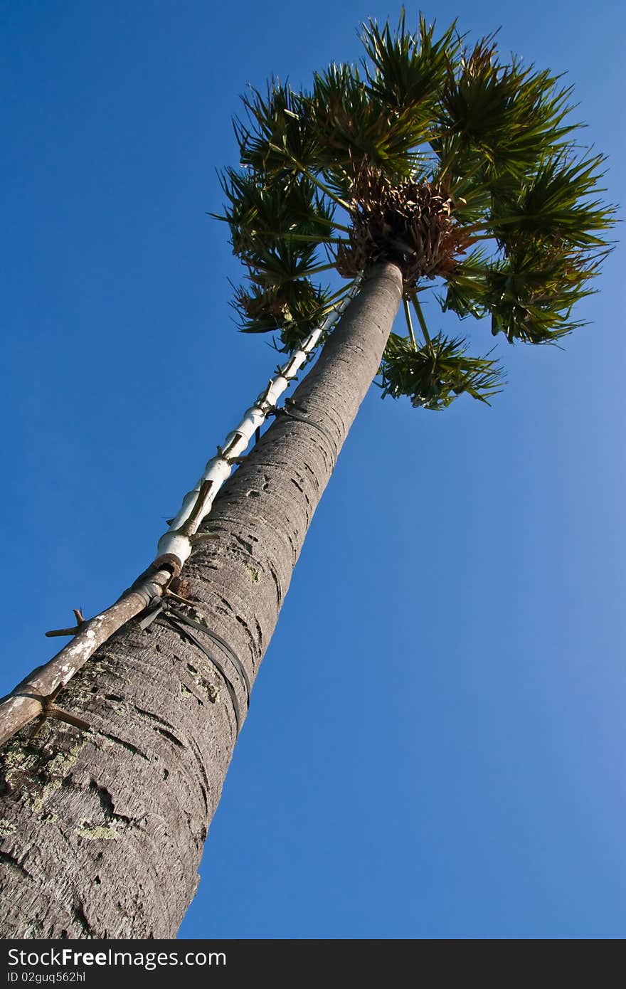 Toddy palm in Thailand