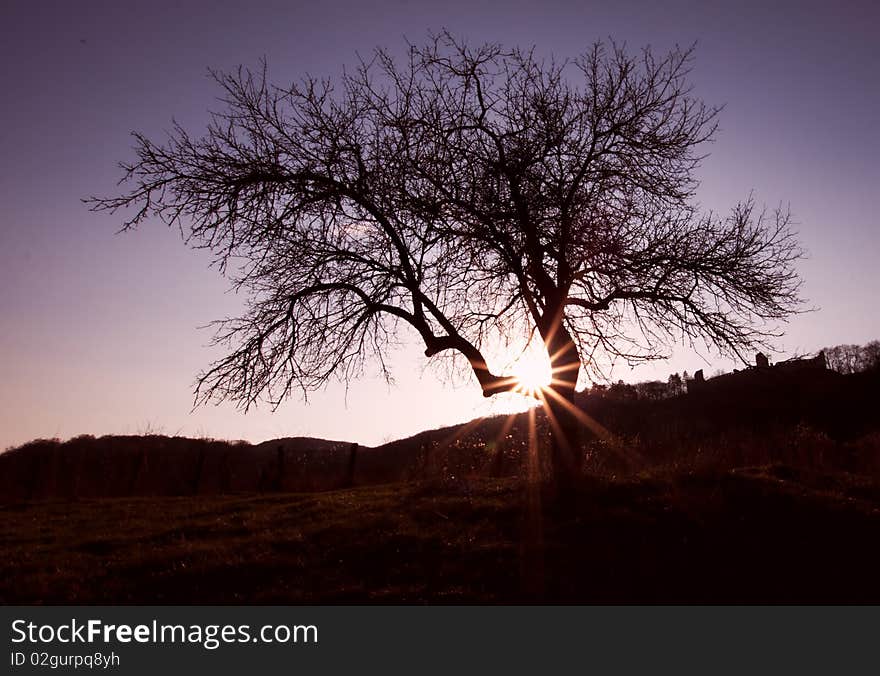 Silhouette of tree at sunset