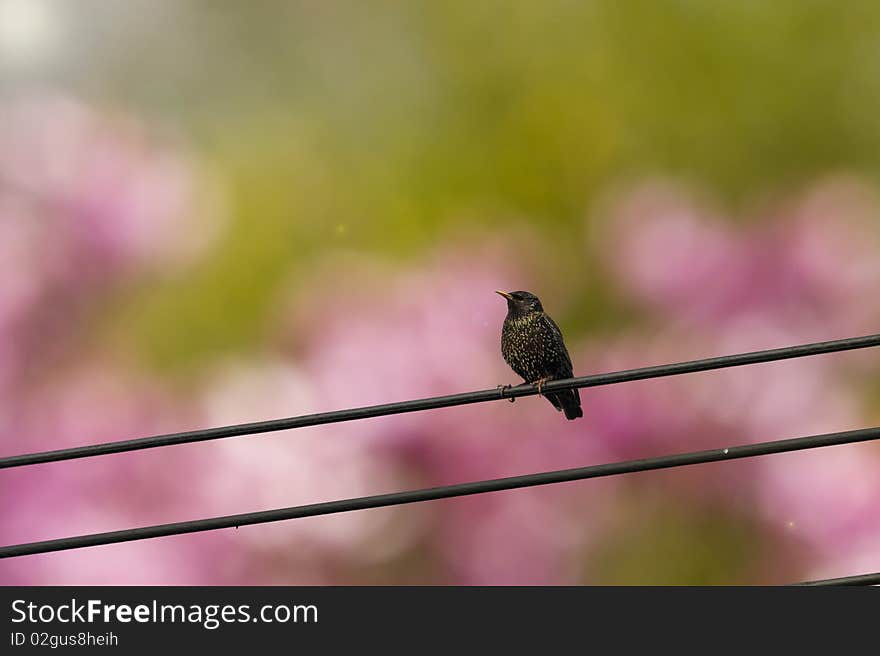 A blackbird perched on a utility wire with blurred pink and green background. A blackbird perched on a utility wire with blurred pink and green background.