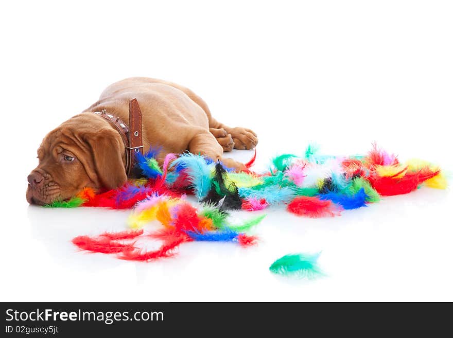 Puppy Of Dogue De Bordeaux (French Mastiff)