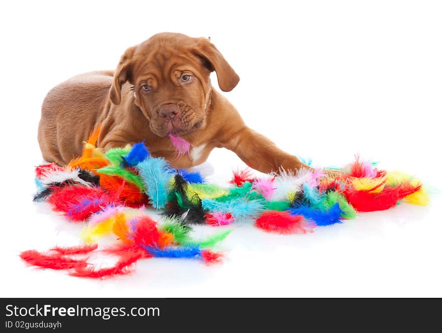 Puppy of Dogue de Bordeaux (French mastiff)