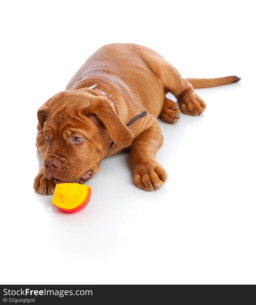 Puppy of Dogue de Bordeaux (French mastiff)