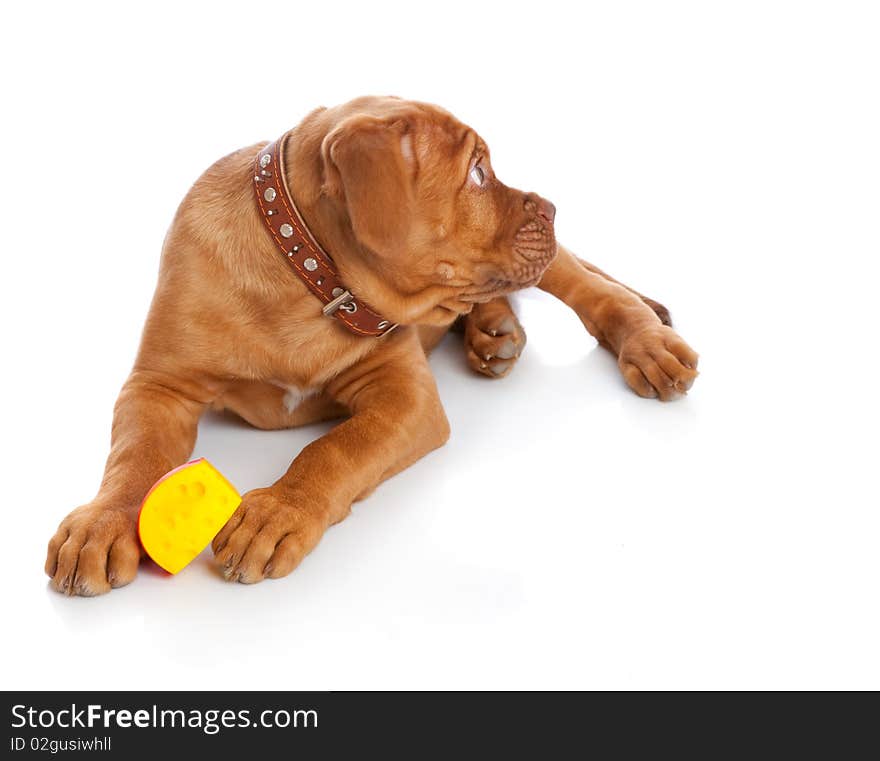 Puppy of Dogue de Bordeaux (French mastiff)