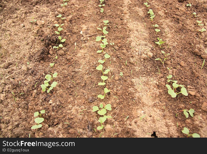 Small green sprouts on the ground