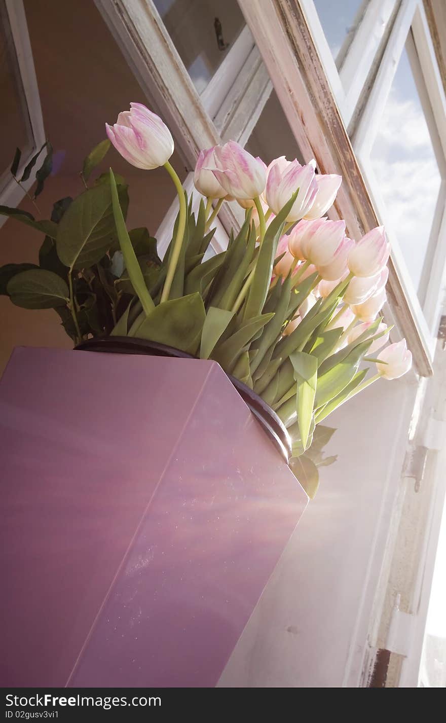 Tulips On Windowsill