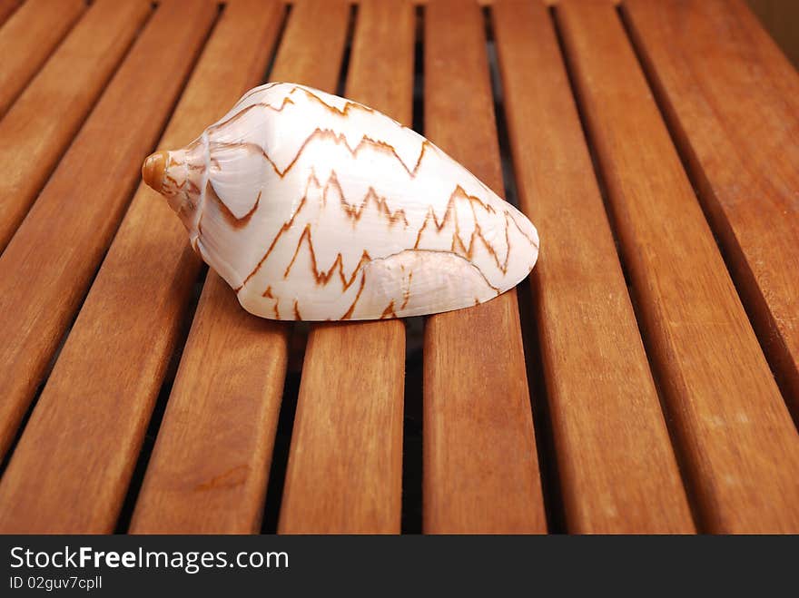 Sea shell with reflection against braun background