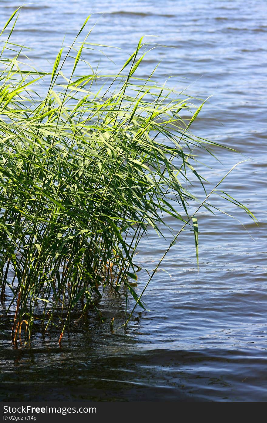 Green reed in the river or sea