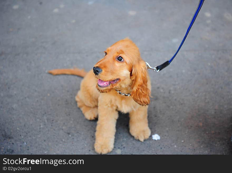 Cocker dog