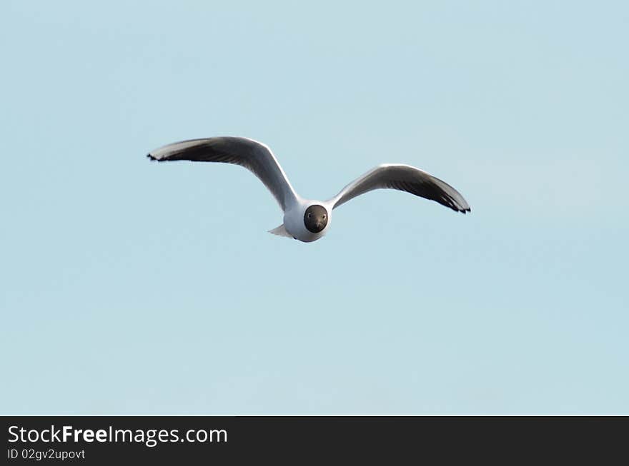 Black-headed Gull