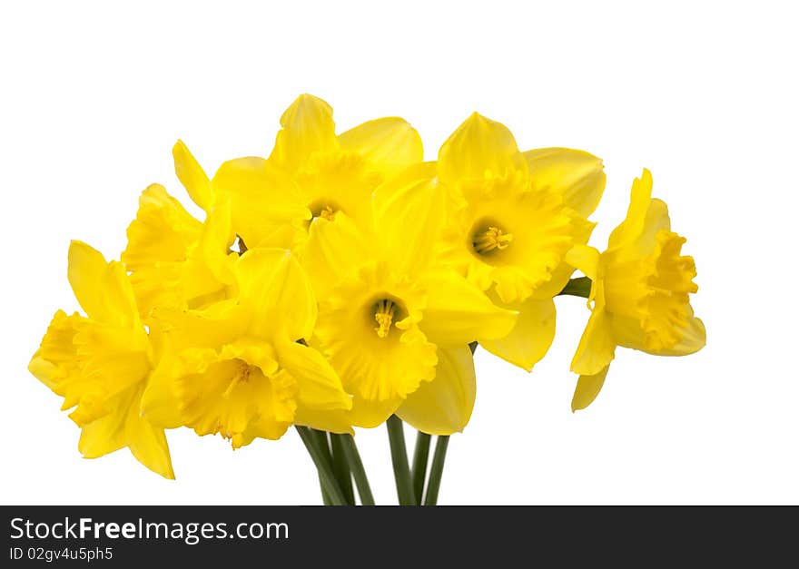 Bouquet of narcissus