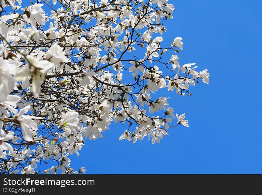 White magnolia