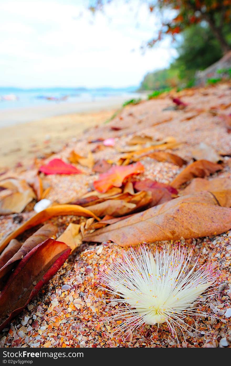 The plumeria is near the sea