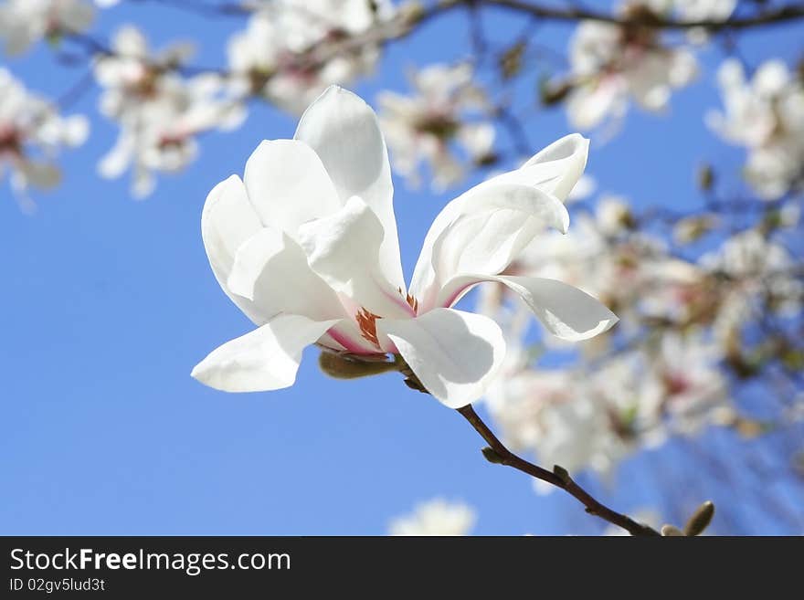 Japanese magnolia