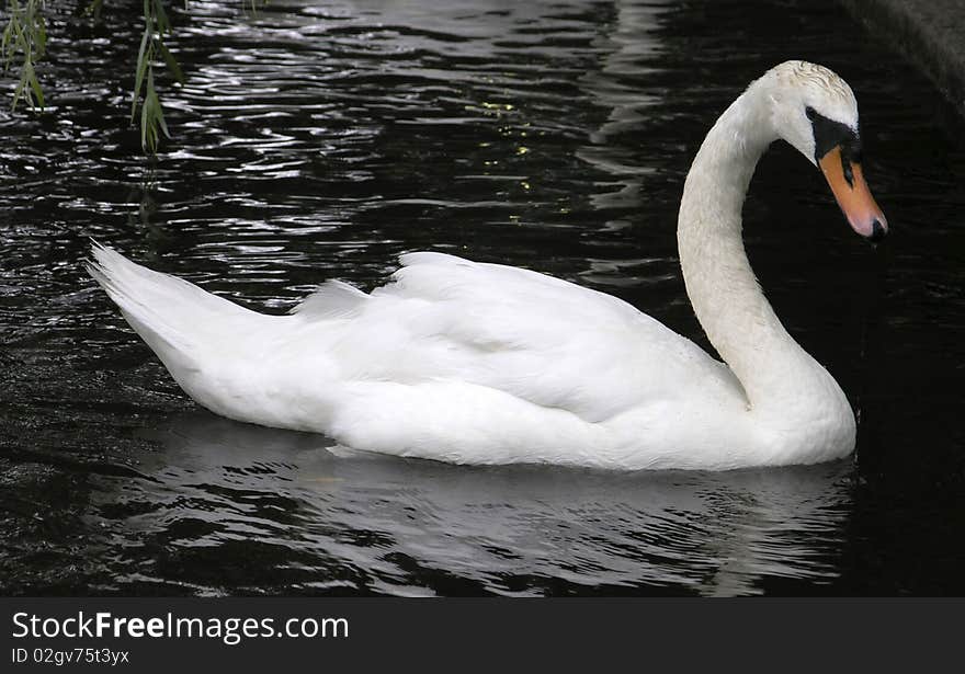 Photo of White Swan