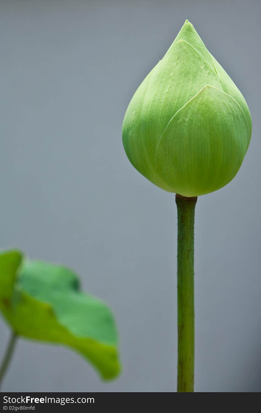 Lotus and lotus leaf in background