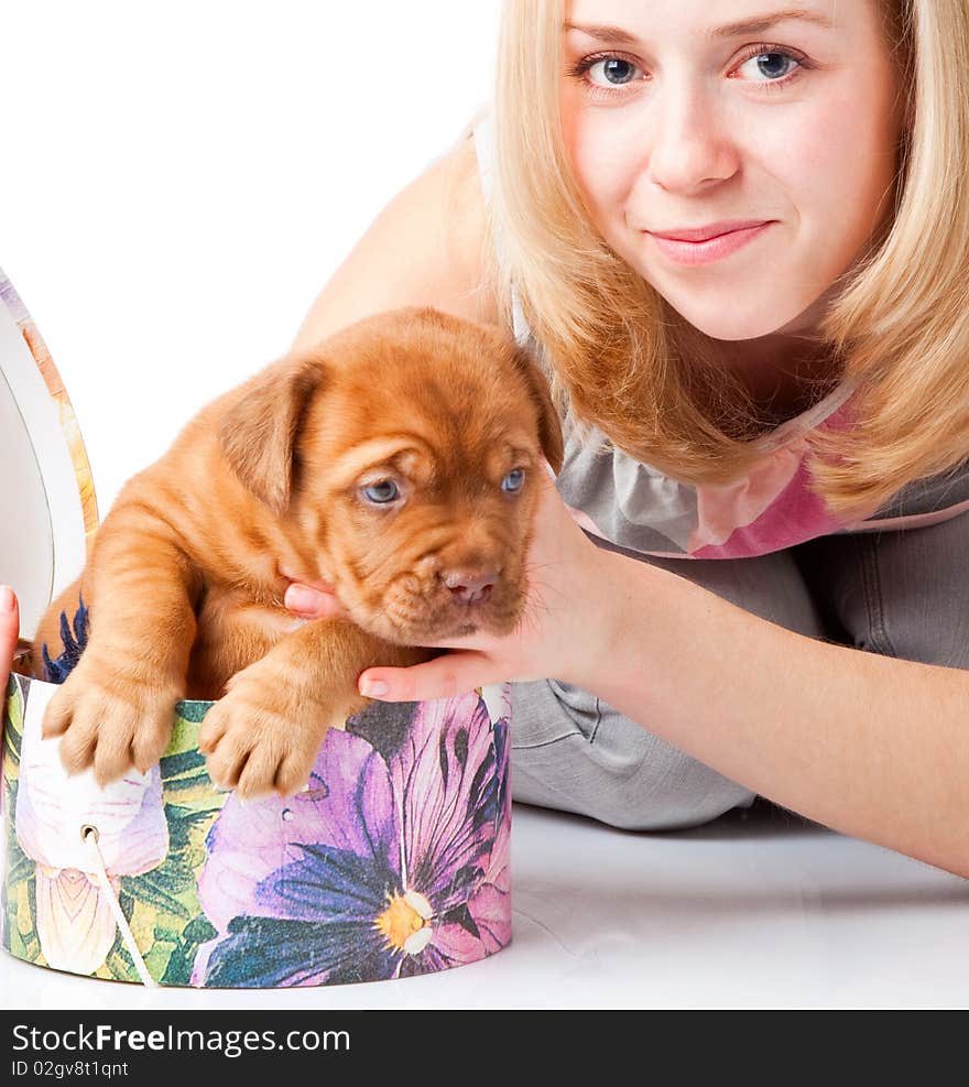 Puppy of Dogue de Bordeaux (French mastiff)