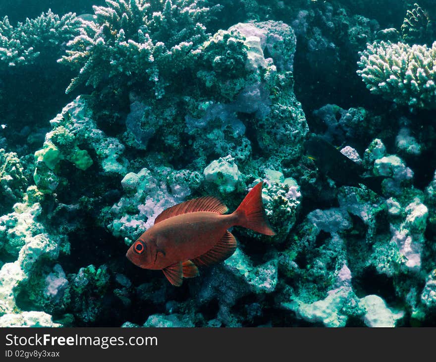 Red fish with a bright eye on a coral reef background