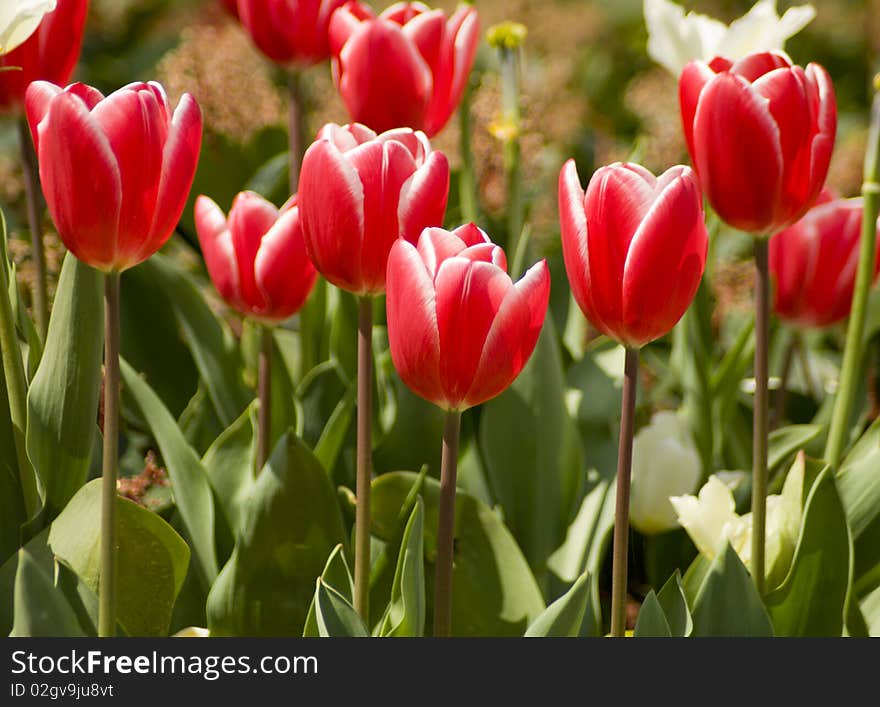 Red tulips in piazzale michelangelo