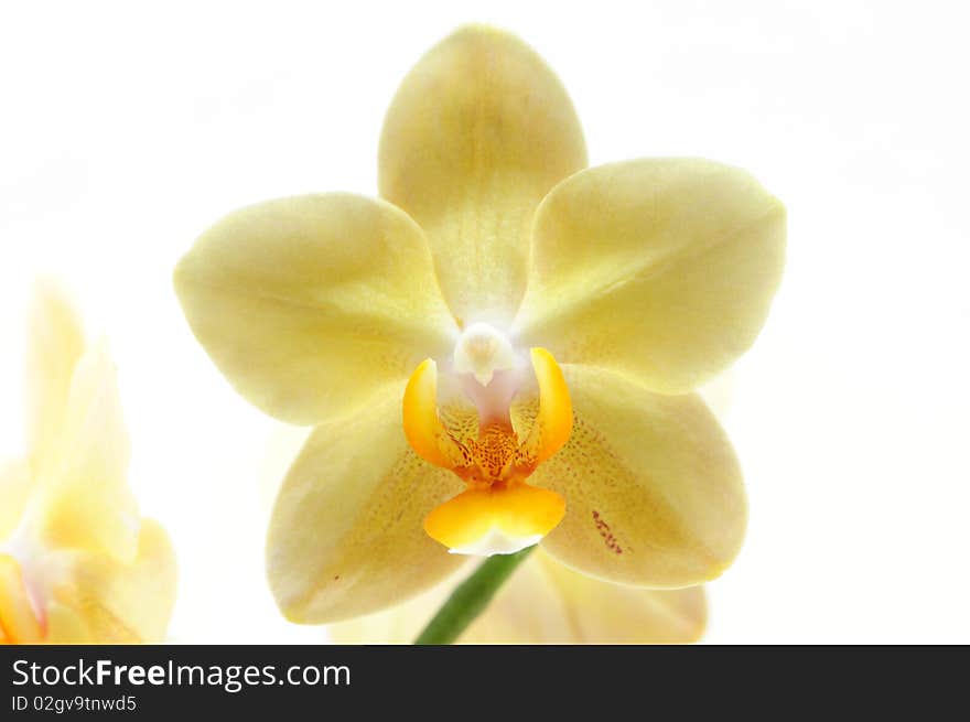 Single yellow orchid