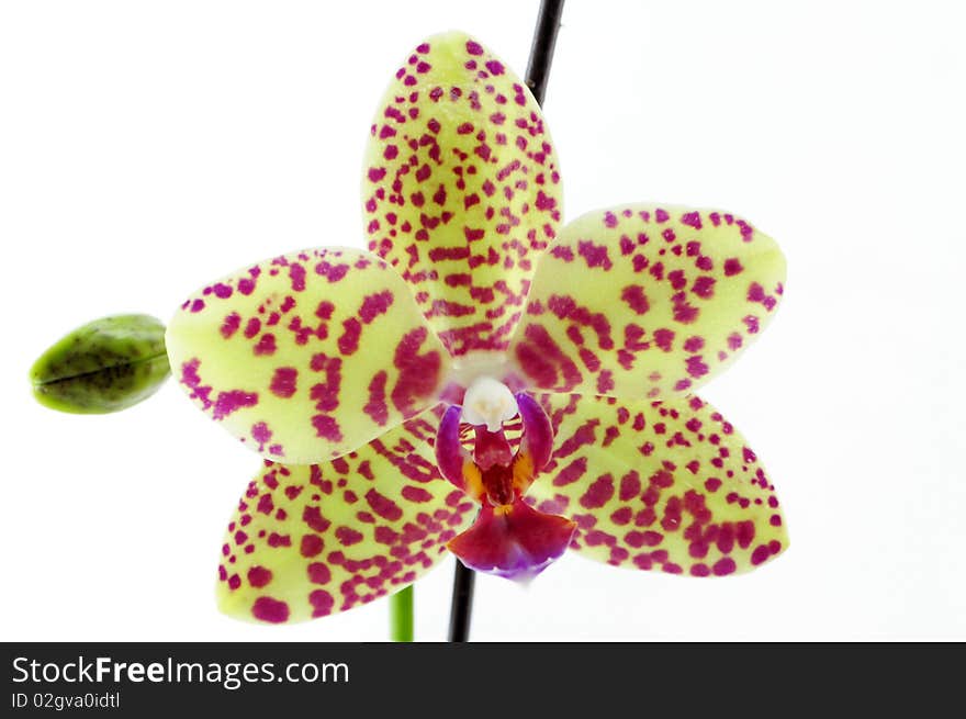 Single yellow orchid with purple spot isolated on white background photo taken:2010/04/19