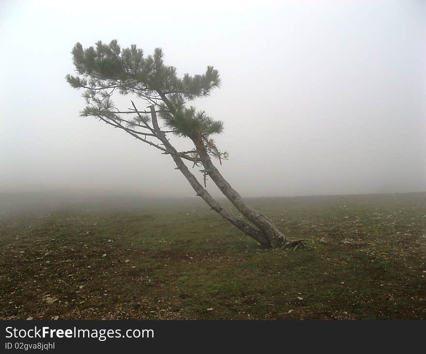 Mountain tree in fog reaching for South