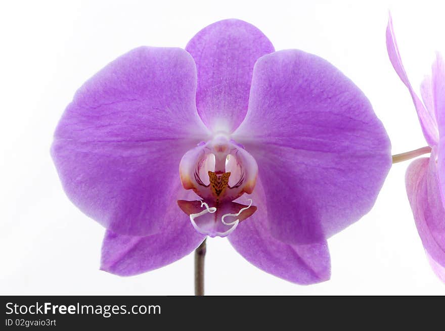 Single purple orchid isolated on white background photo taken:2010/04/19