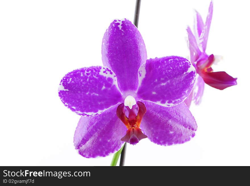 Single purple orchid with white pattern