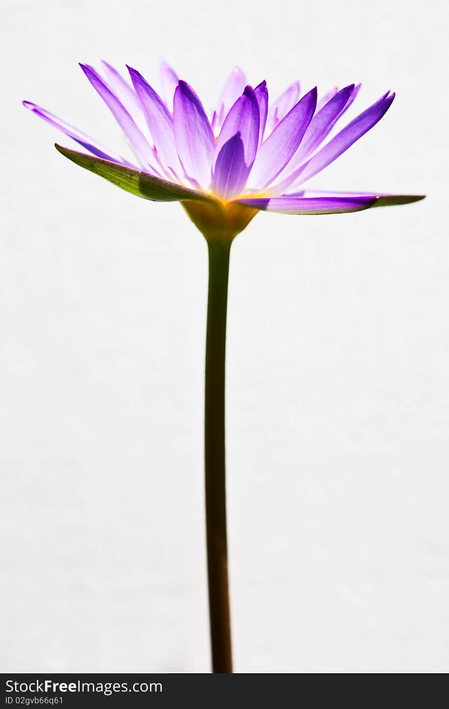 Blue lotus on white background